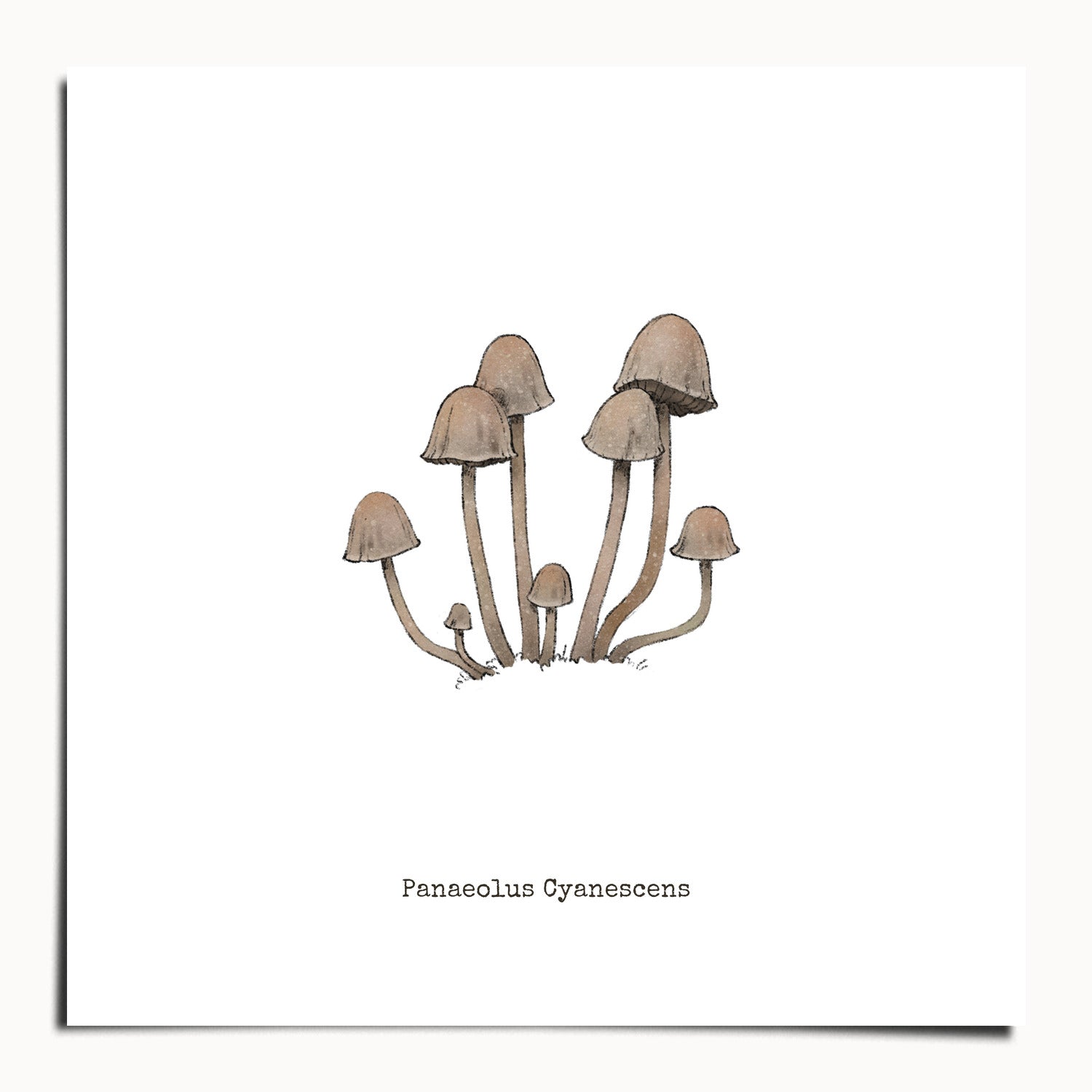 "Panaeolus Cyanescens" by Catherine Hébert - Panaeolus Cyanescens Mushroom - Botanical Art Print - 20"x20" size
