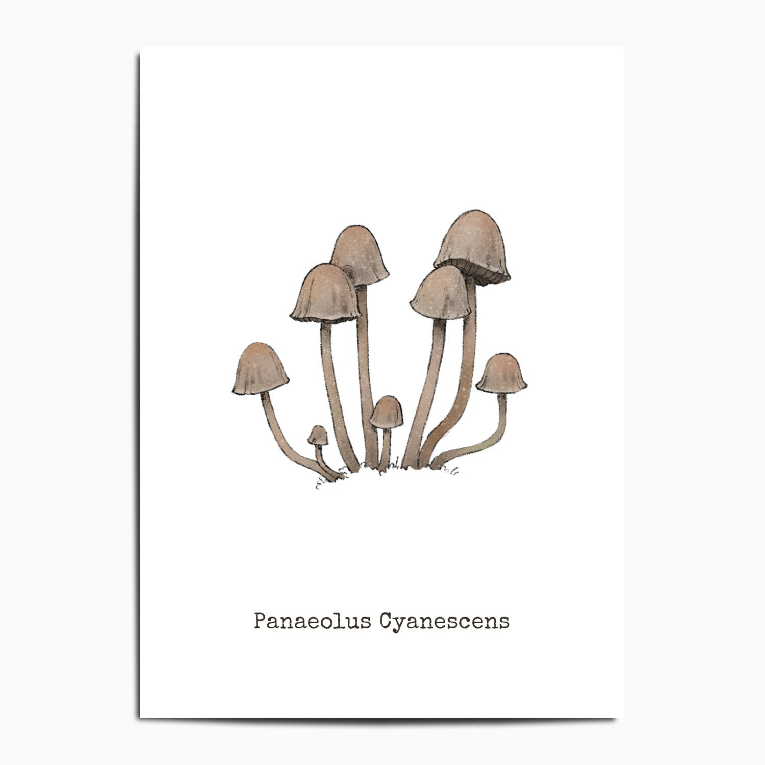 "Panaeolus Cyanescens" by Catherine Hébert - Panaeolus Cyanescens Mushroom - Botanical Art Print - 13"x18" size