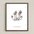 Panaeolus Cyanescens