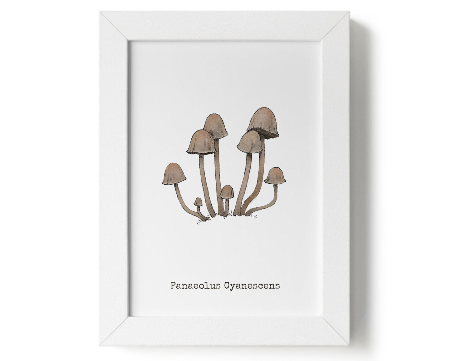 "Panaeolus Cyanescens" by Catherine Hébert - Panaeolus Cyanescens Mushroom Art Print - 5"x7" size