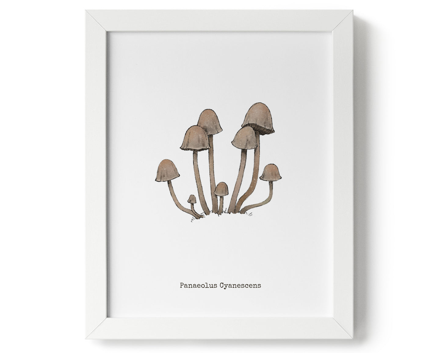 "Panaeolus Cyanescens" by Catherine Hébert - Panaeolus Cyanescens Mushroom Art Print - 0"x0" size