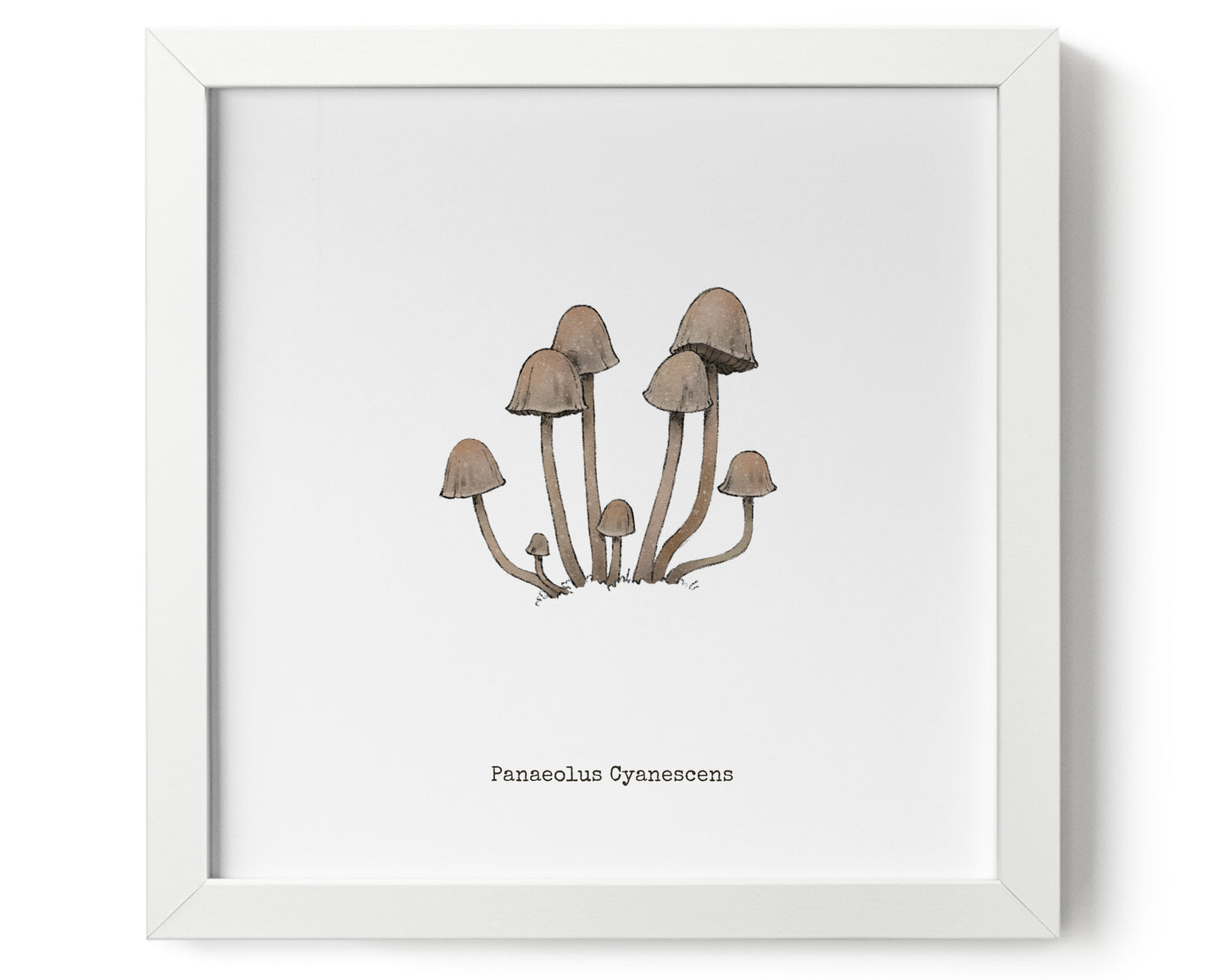 "Panaeolus Cyanescens" by Catherine Hébert - Panaeolus Cyanescens Mushroom Art Print - 0"x0" size