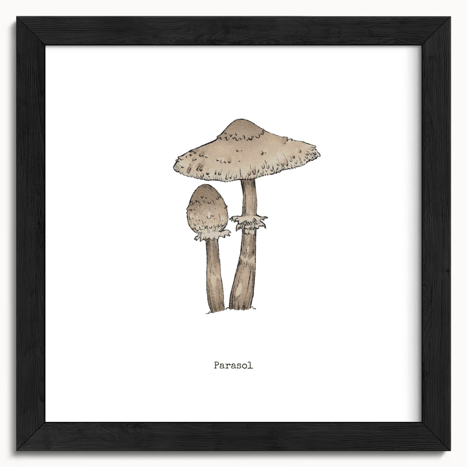 "Parasol Mushroom" by Catherine Hébert - Parasol Mushroom - Botanical Art Print - 10"x10" size