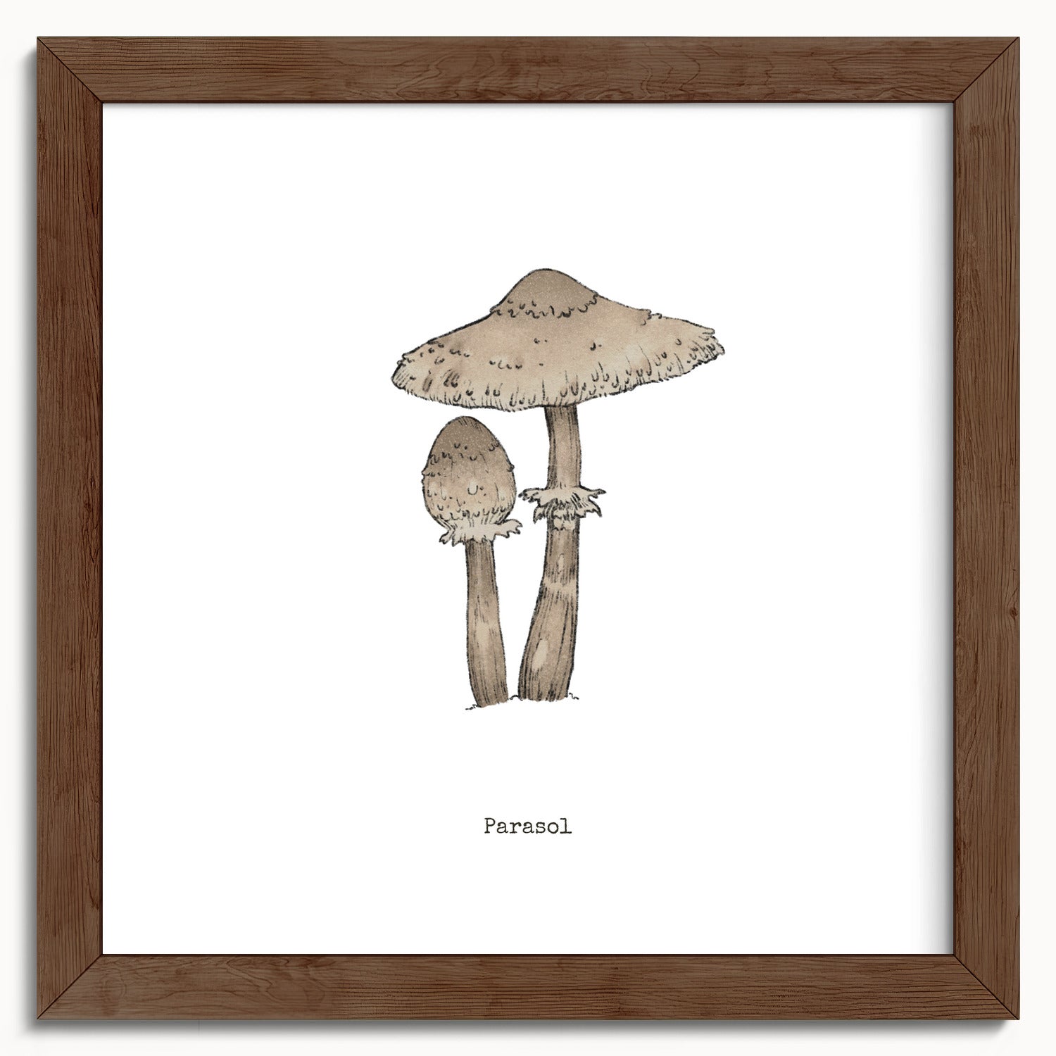 "Parasol Mushroom" by Catherine Hébert - Parasol Mushroom - Botanical Art Print - 10"x10" size