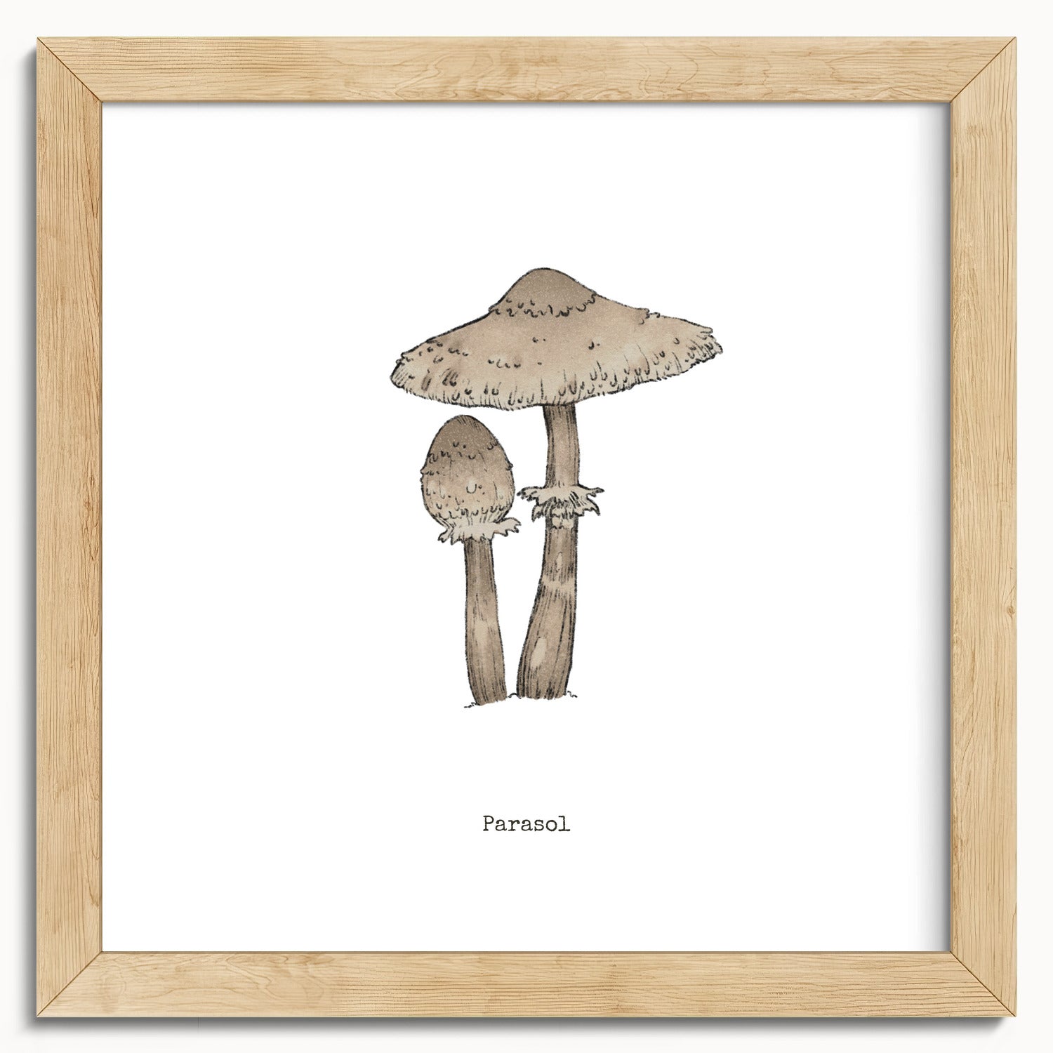 "Parasol Mushroom" by Catherine Hébert - Parasol Mushroom - Botanical Art Print - 10"x10" size