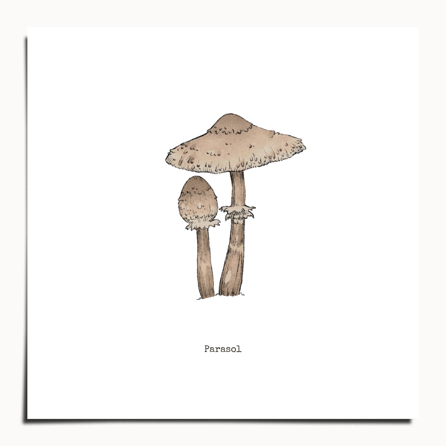 "Parasol Mushroom" by Catherine Hébert - Parasol Mushroom - Botanical Art Print - 10"x10" size