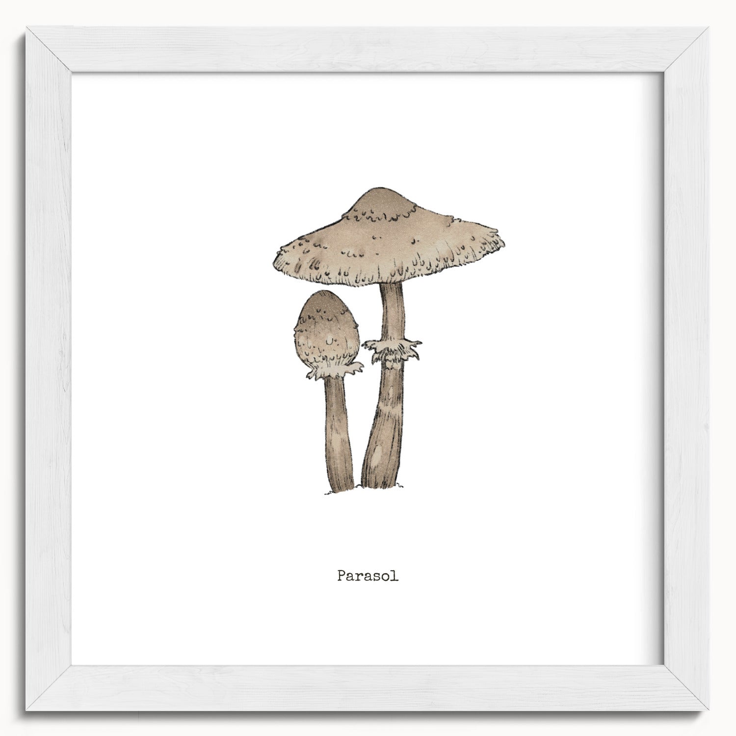 "Parasol Mushroom" by Catherine Hébert - Parasol Mushroom - Botanical Art Print - 10"x10" size
