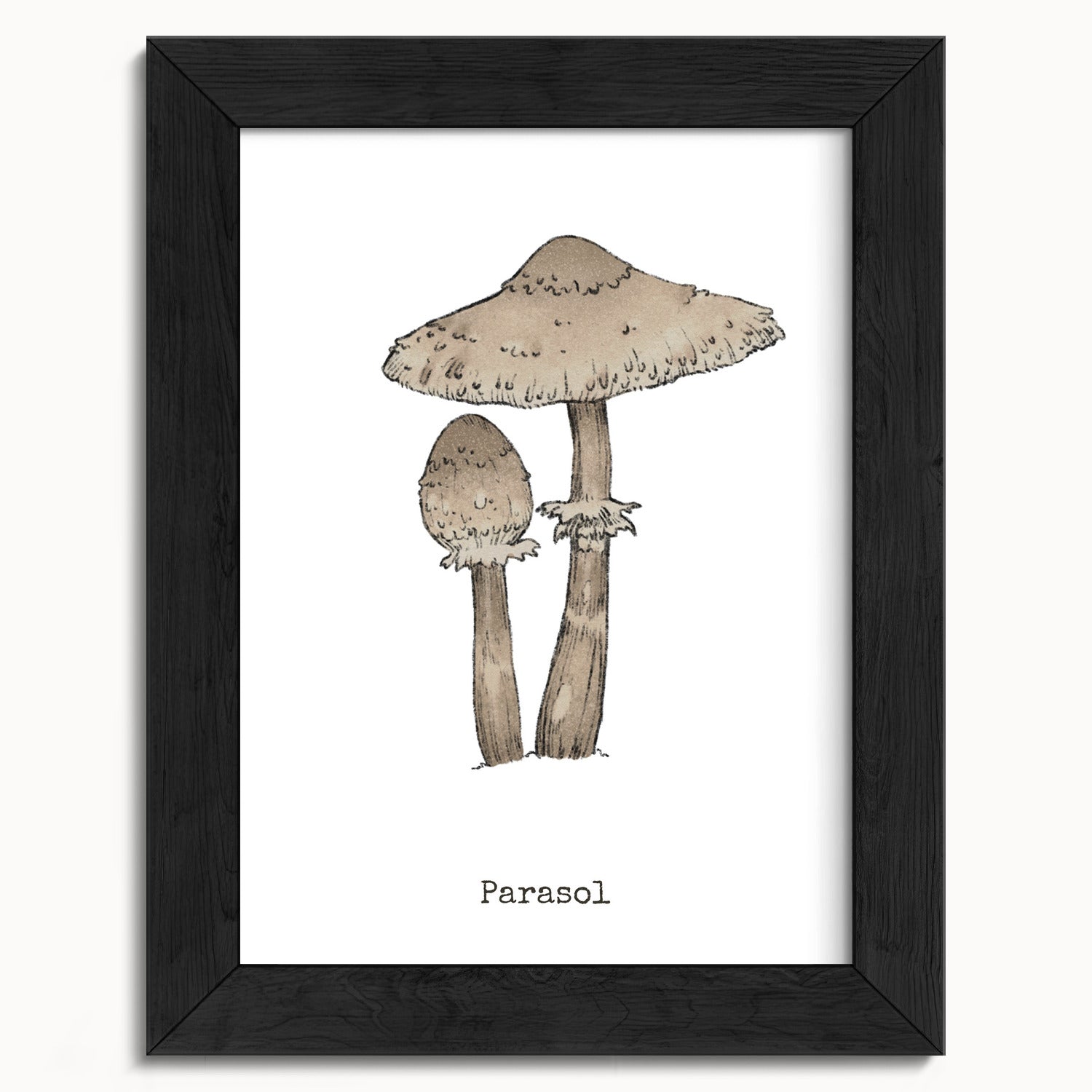 "Parasol Mushroom" by Catherine Hébert - Parasol Mushroom - Botanical Art Print - 5"x7" size
