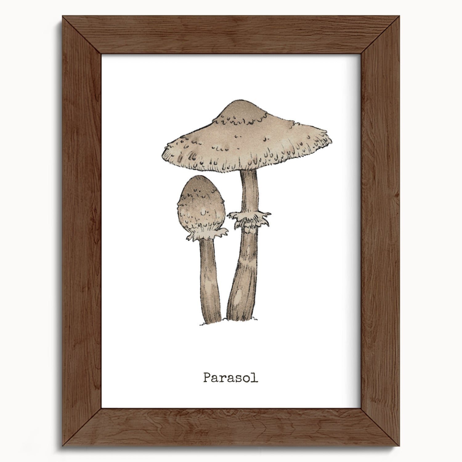 "Parasol Mushroom" by Catherine Hébert - Parasol Mushroom - Botanical Art Print - 5"x7" size