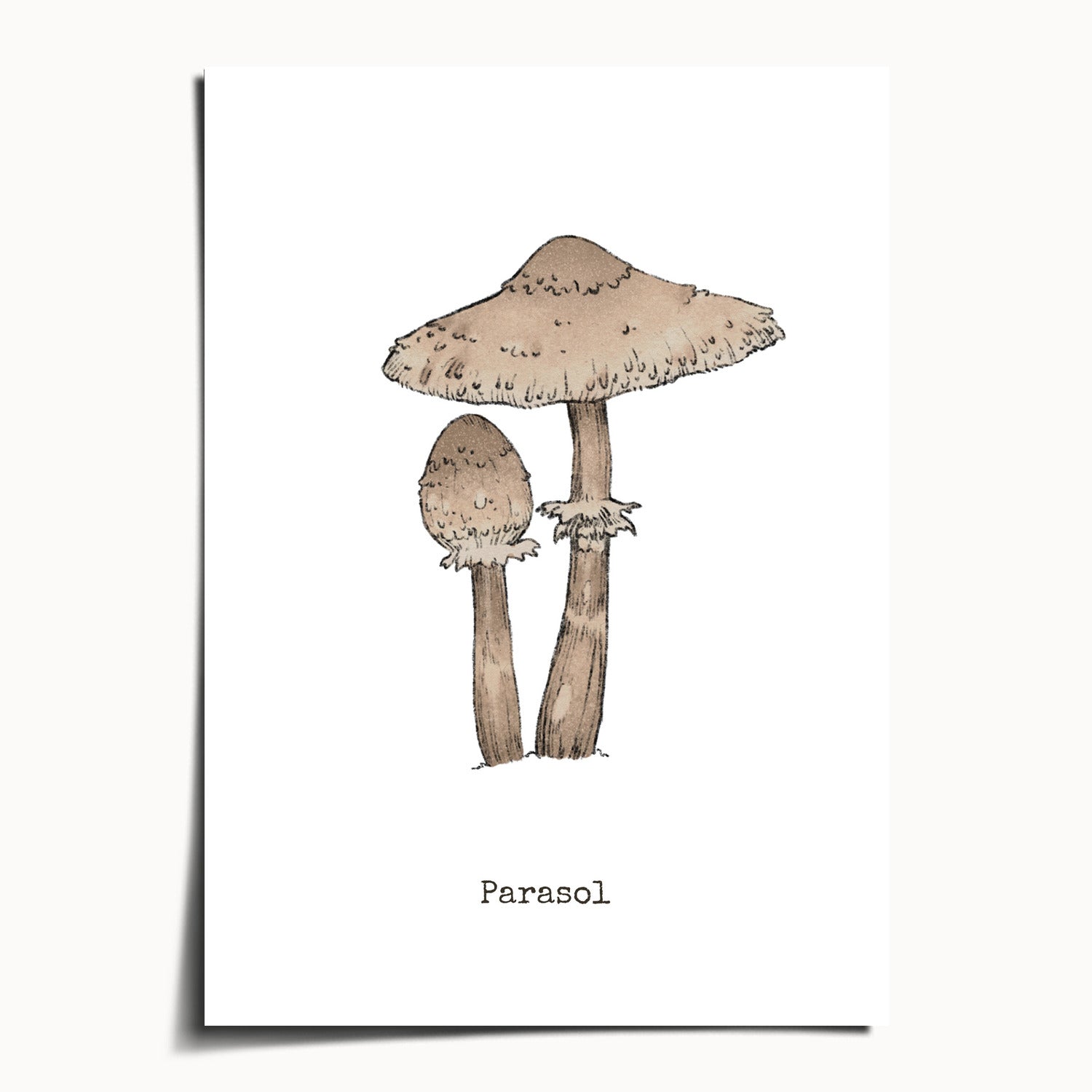 "Parasol Mushroom" by Catherine Hébert - Parasol Mushroom - Botanical Art Print - 5"x7" size