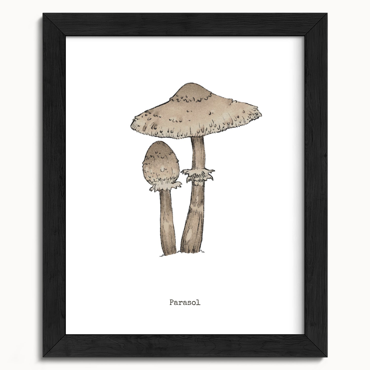 "Parasol Mushroom" by Catherine Hébert - Parasol Mushroom - Botanical Art Print - 8"x10" size