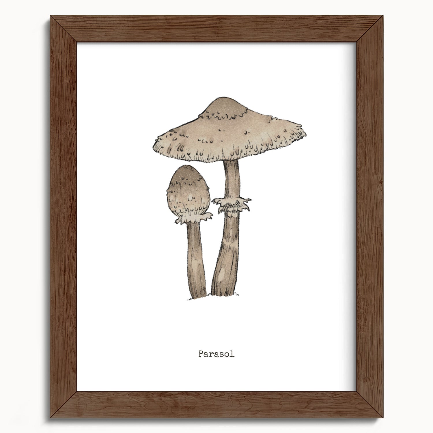 "Parasol Mushroom" by Catherine Hébert - Parasol Mushroom - Botanical Art Print - 8"x10" size