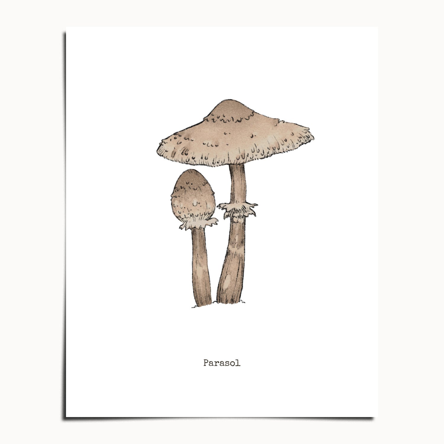 "Parasol Mushroom" by Catherine Hébert - Parasol Mushroom - Botanical Art Print - 24"x30" size