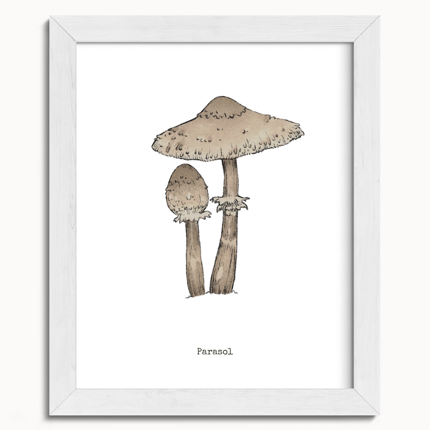 "Parasol Mushroom" by Catherine Hébert - Parasol Mushroom - Botanical Art Print - 8"x10" size