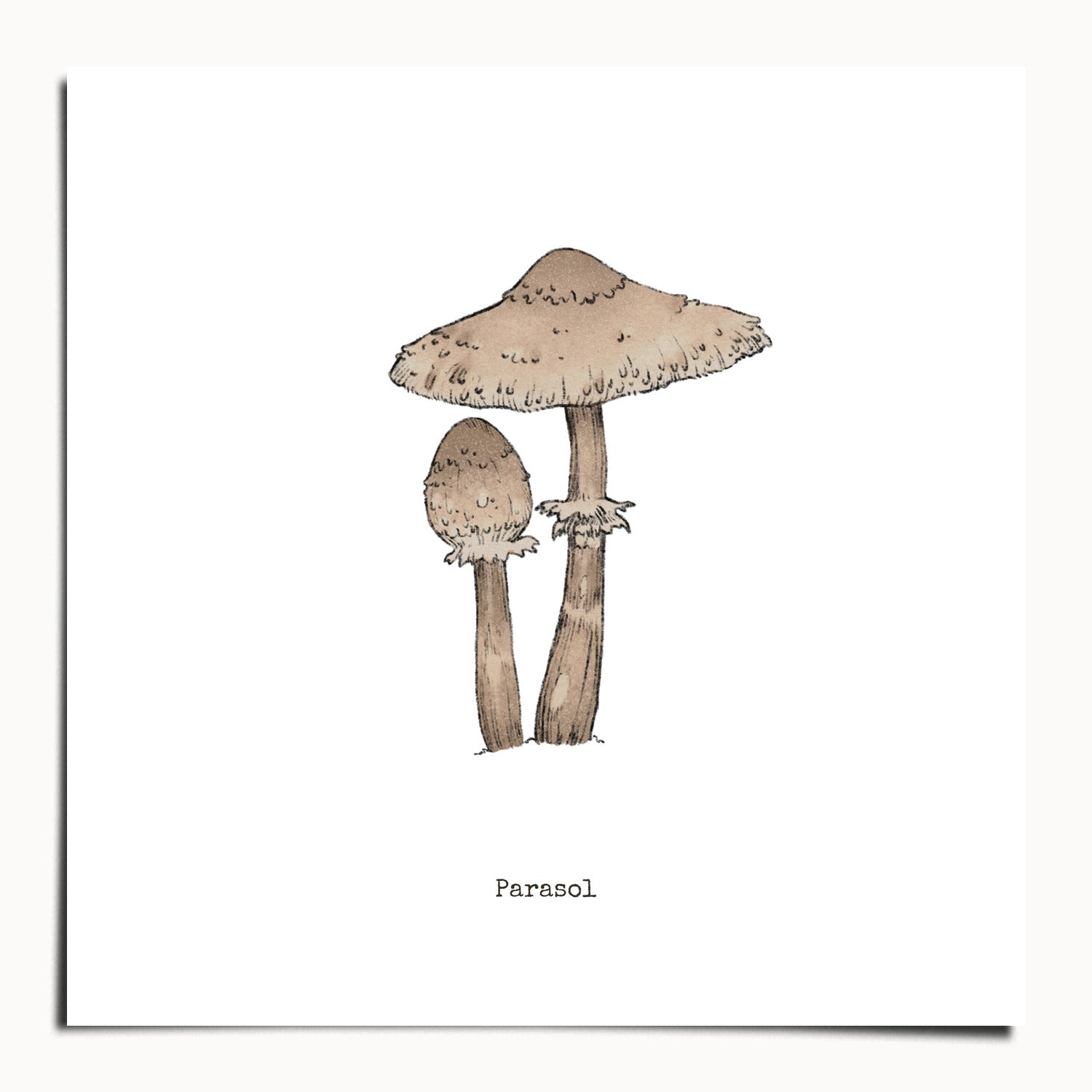 "Parasol Mushroom" by Catherine Hébert - Parasol Mushroom - Botanical Art Print - 20"x20" size
