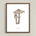 Parasol Mushroom