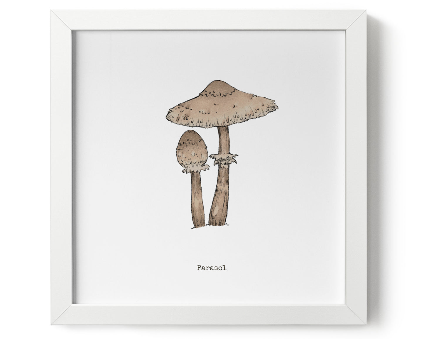 "Parasol Mushroom" by Catherine Hébert - Parasol Mushroom Art Print - 0"x0" size