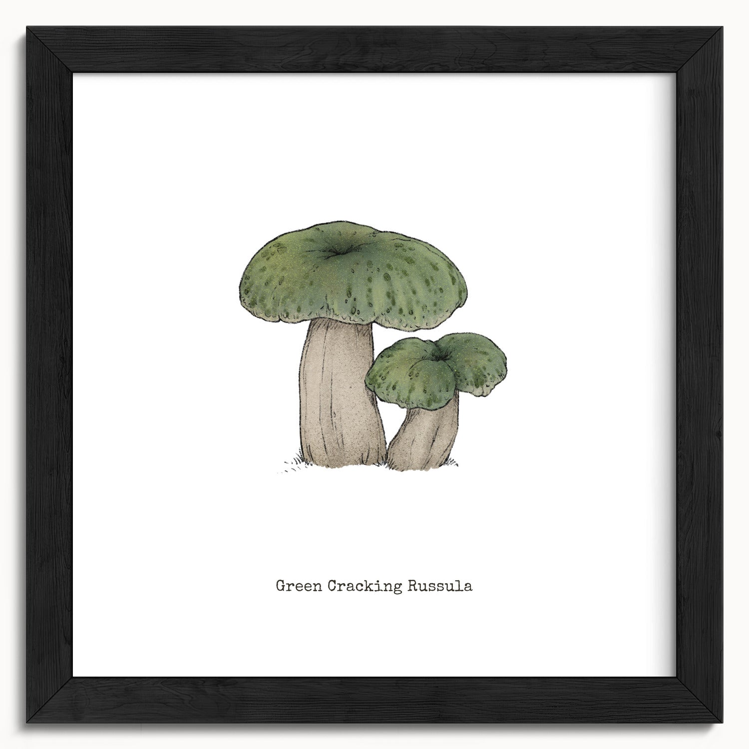 "Green Crackling Russula" by Catherine Hébert - Green Crackling Russula Mushroom  - Botanical Art Print - 10"x10" size