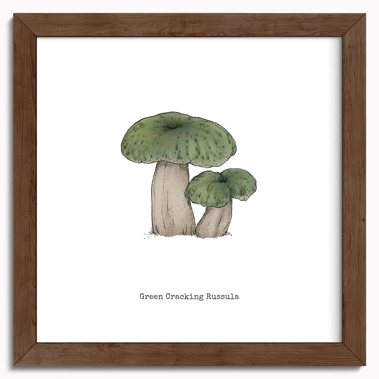 "Green Crackling Russula" by Catherine Hébert - Green Crackling Russula Mushroom  - Botanical Art Print - 10"x10" size