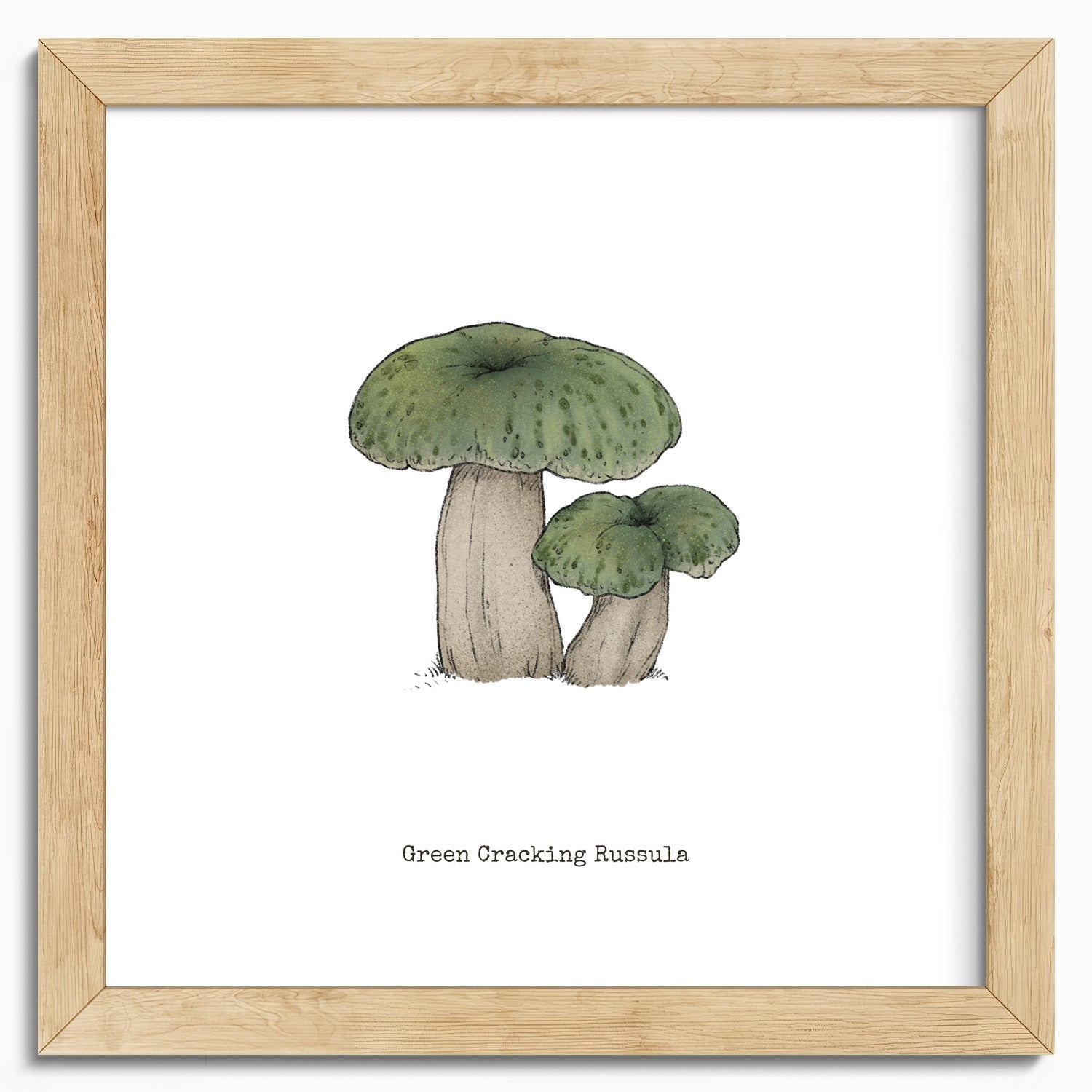 "Green Crackling Russula" by Catherine Hébert - Green Crackling Russula Mushroom  - Botanical Art Print - 10"x10" size