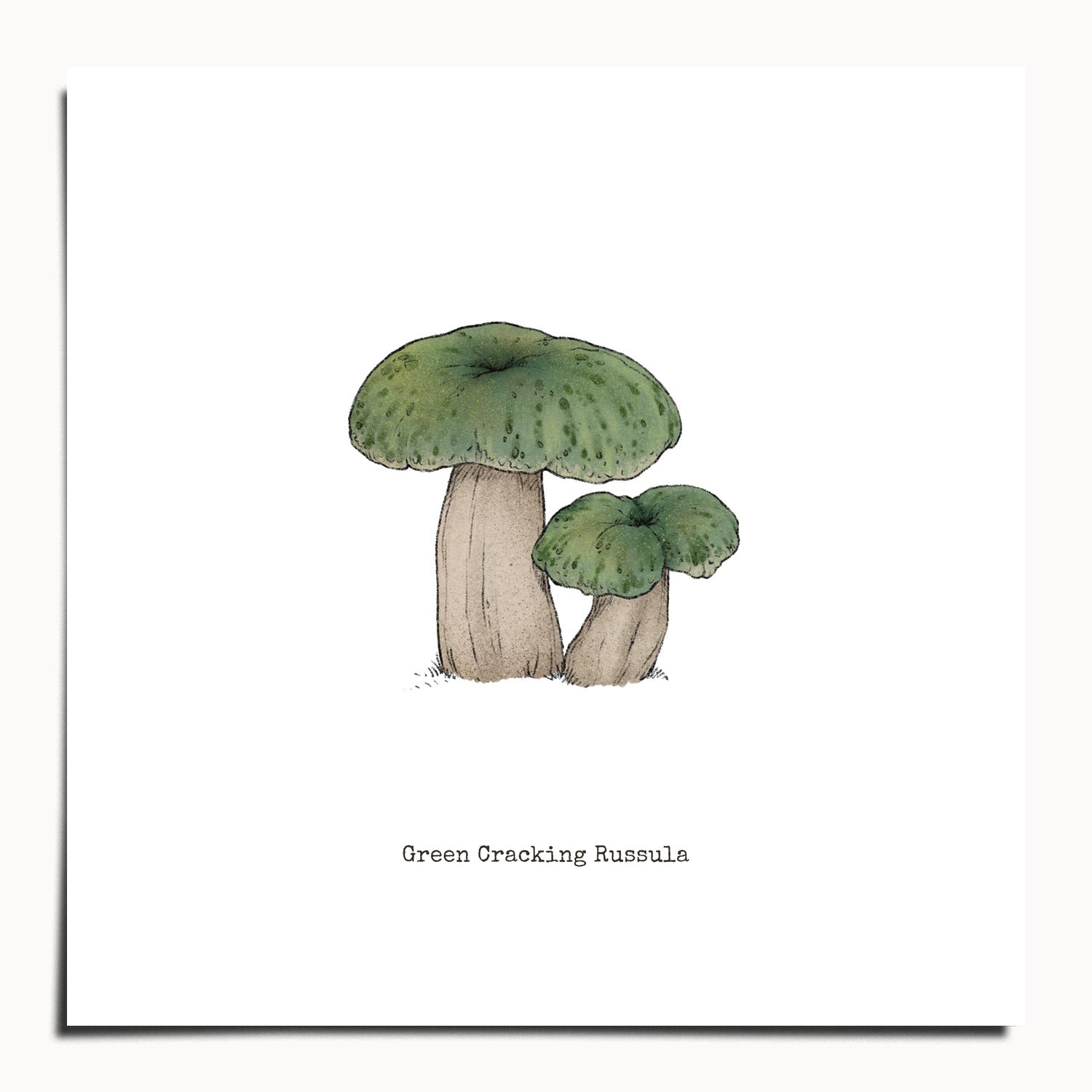 "Green Crackling Russula" by Catherine Hébert - Green Crackling Russula Mushroom  - Botanical Art Print - 10"x10" size
