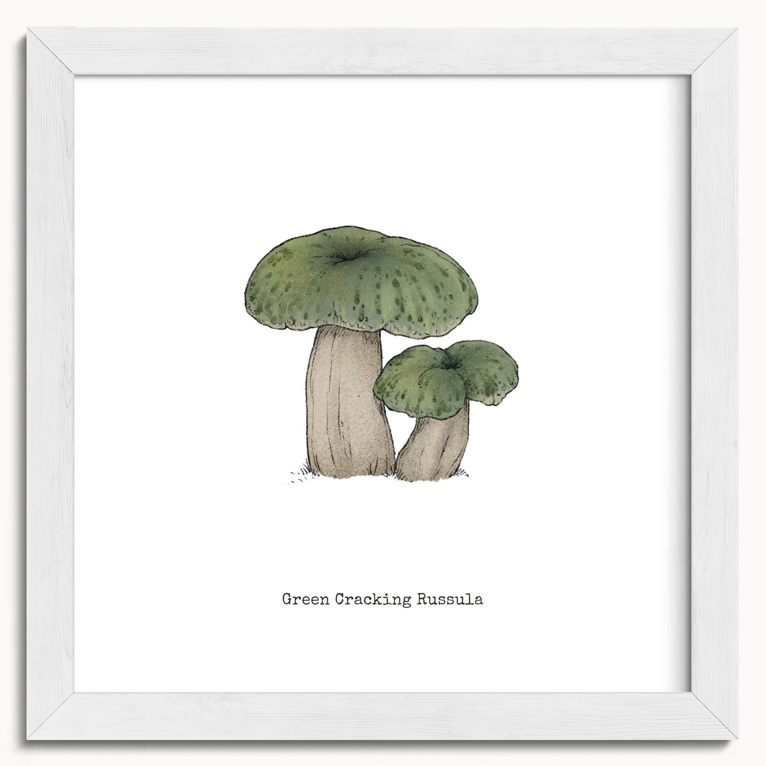 "Green Crackling Russula" by Catherine Hébert - Green Crackling Russula Mushroom  - Botanical Art Print - 10"x10" size