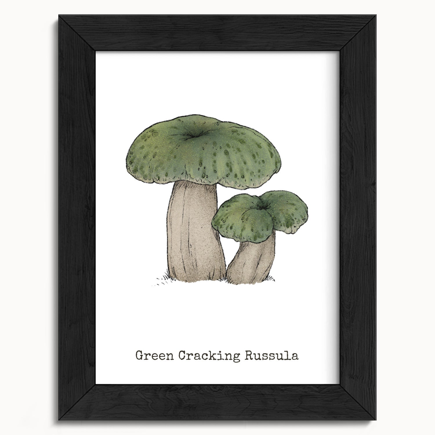 "Green Crackling Russula" by Catherine Hébert - Green Crackling Russula Mushroom  - Botanical Art Print - 5"x7" size