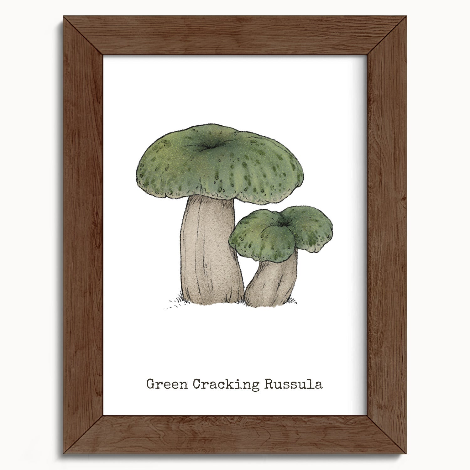 "Green Crackling Russula" by Catherine Hébert - Green Crackling Russula Mushroom  - Botanical Art Print - 5"x7" size