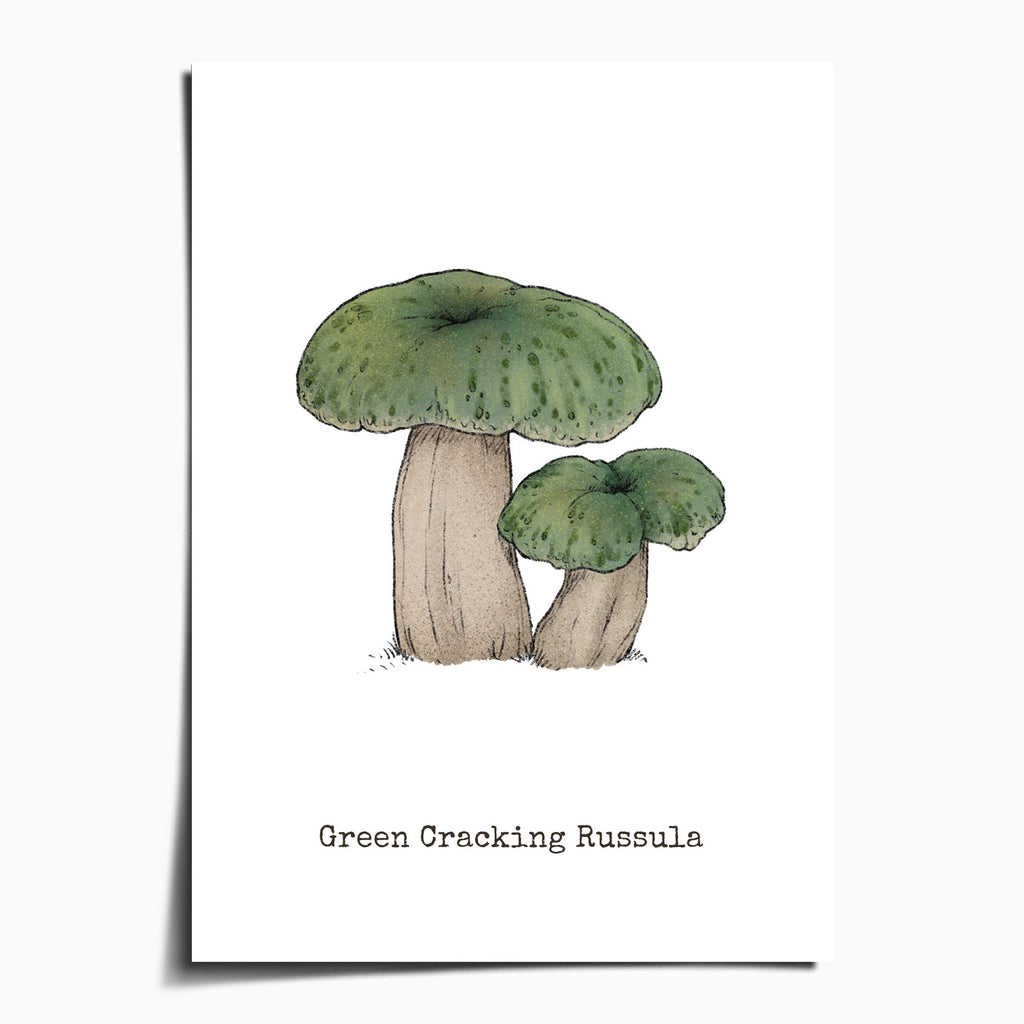 "Green Crackling Russula" by Catherine Hébert - Green Crackling Russula Mushroom Botanical Art Print - 5"x7" size