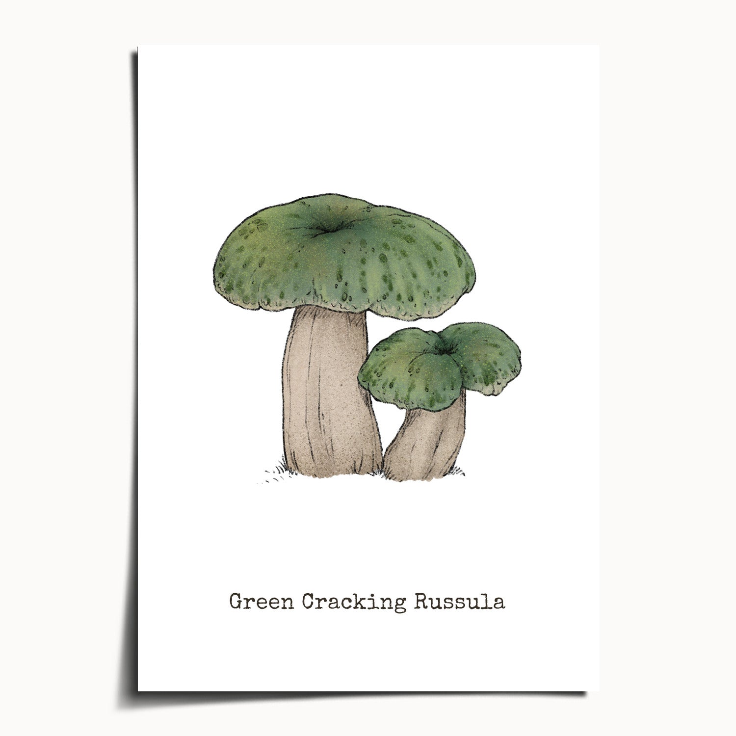 "Green Crackling Russula" by Catherine Hébert - Green Crackling Russula Mushroom  - Botanical Art Print - 5"x7" size