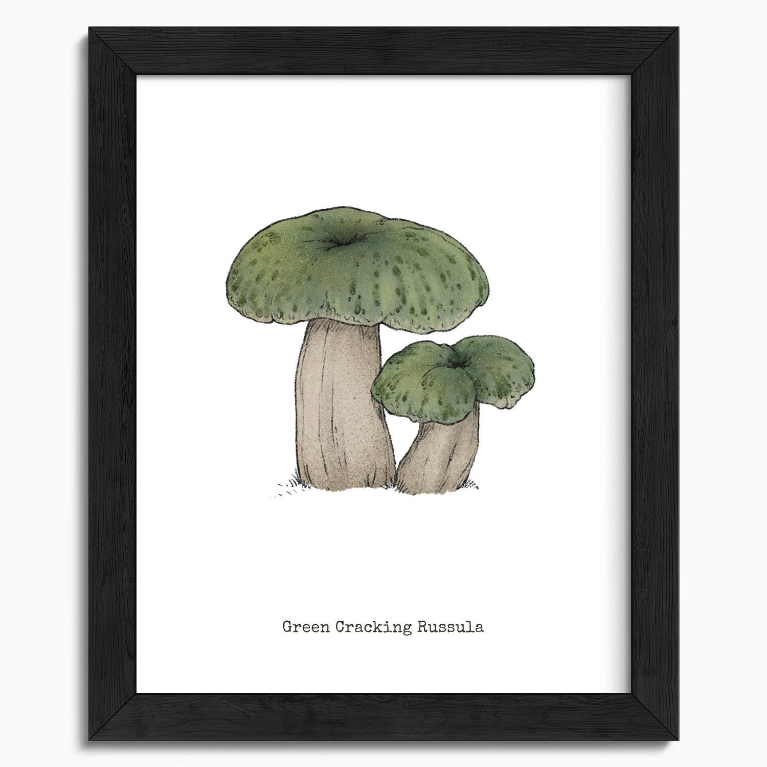 "Green Crackling Russula" by Catherine Hébert - Green Crackling Russula Mushroom  - Botanical Art Print - 8"x10" size