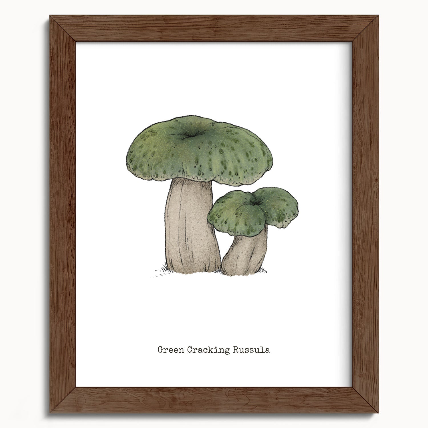 "Green Crackling Russula" by Catherine Hébert - Green Crackling Russula Mushroom  - Botanical Art Print - 8"x10" size
