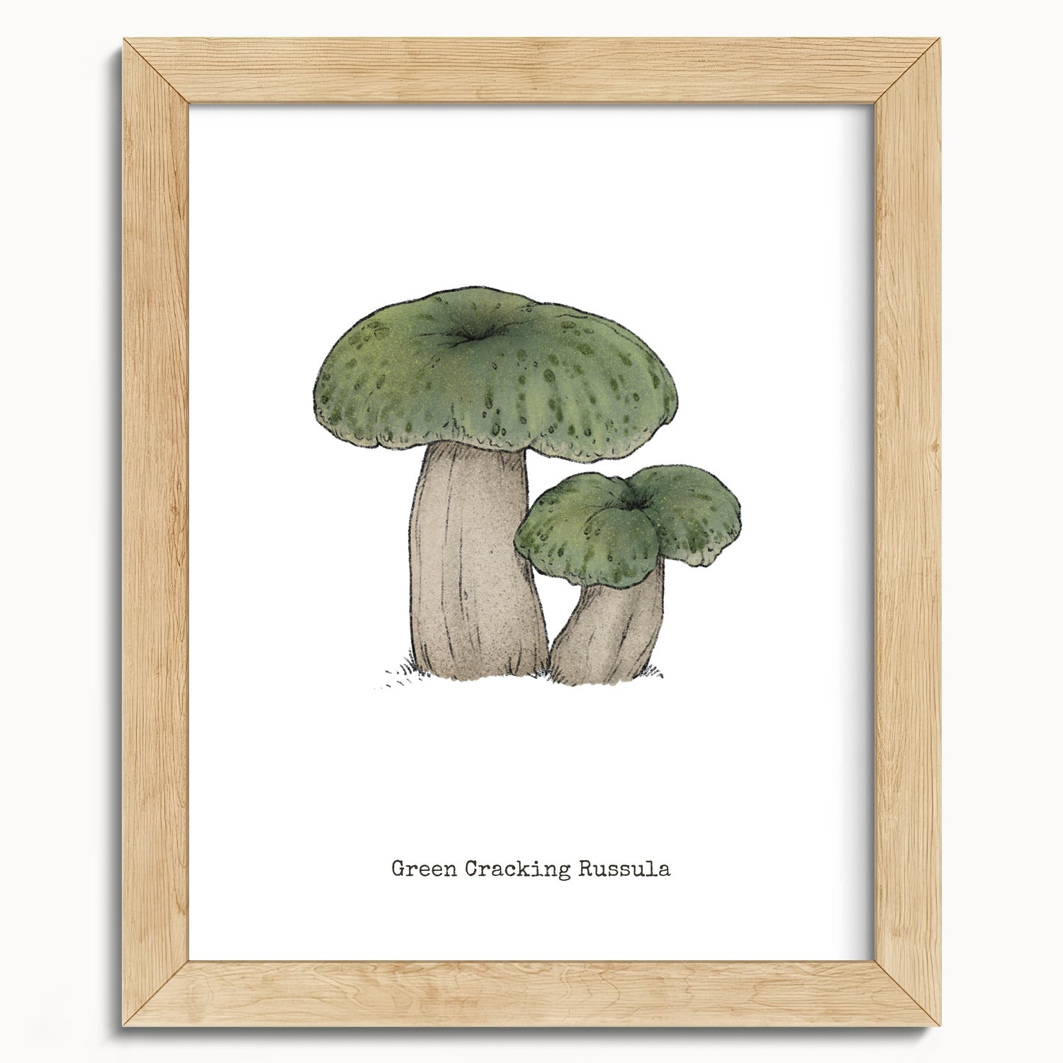 "Green Crackling Russula" by Catherine Hébert - Green Crackling Russula Mushroom  - Botanical Art Print - 8"x10" size