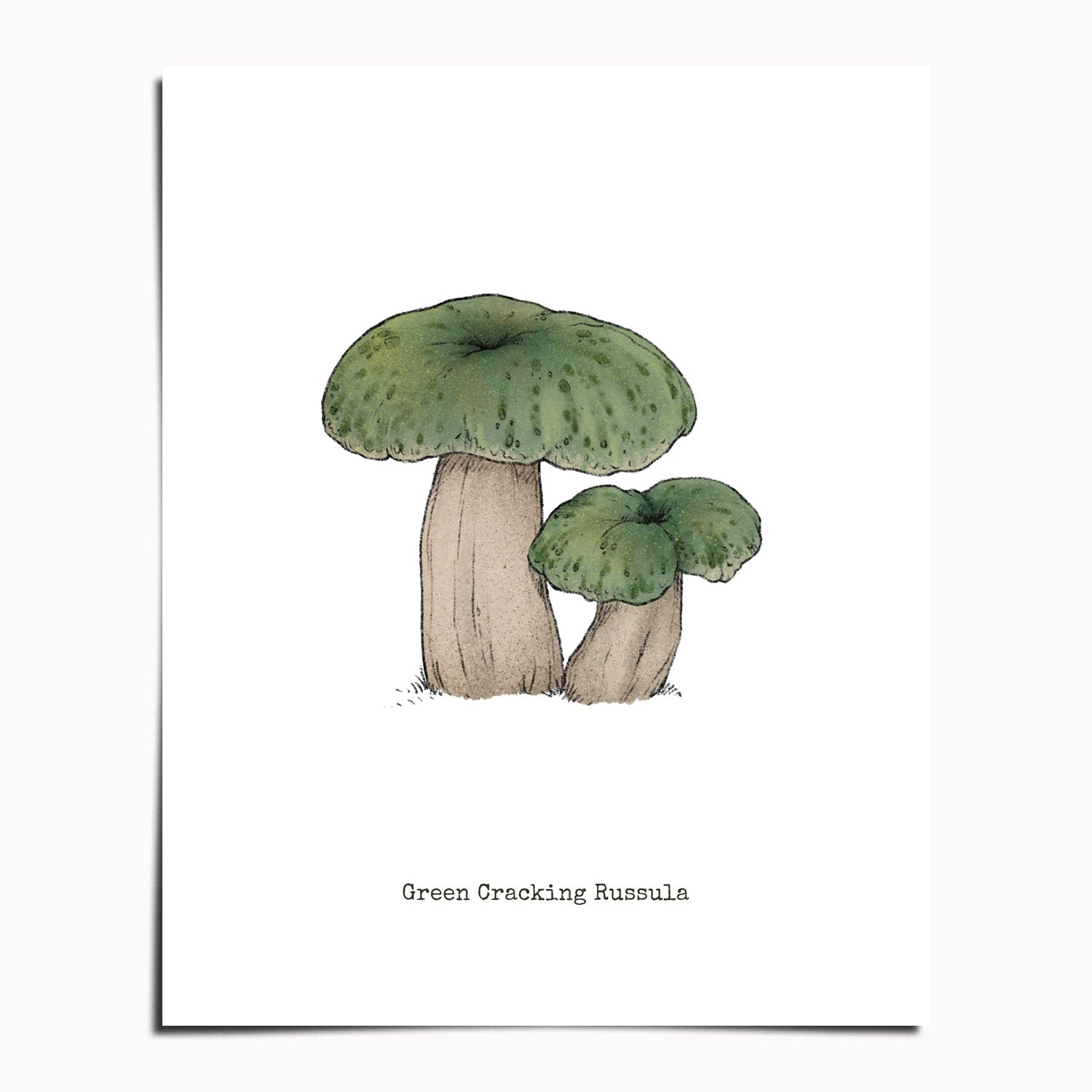 "Green Crackling Russula" by Catherine Hébert - Green Crackling Russula Mushroom  - Botanical Art Print - 24"x30" size