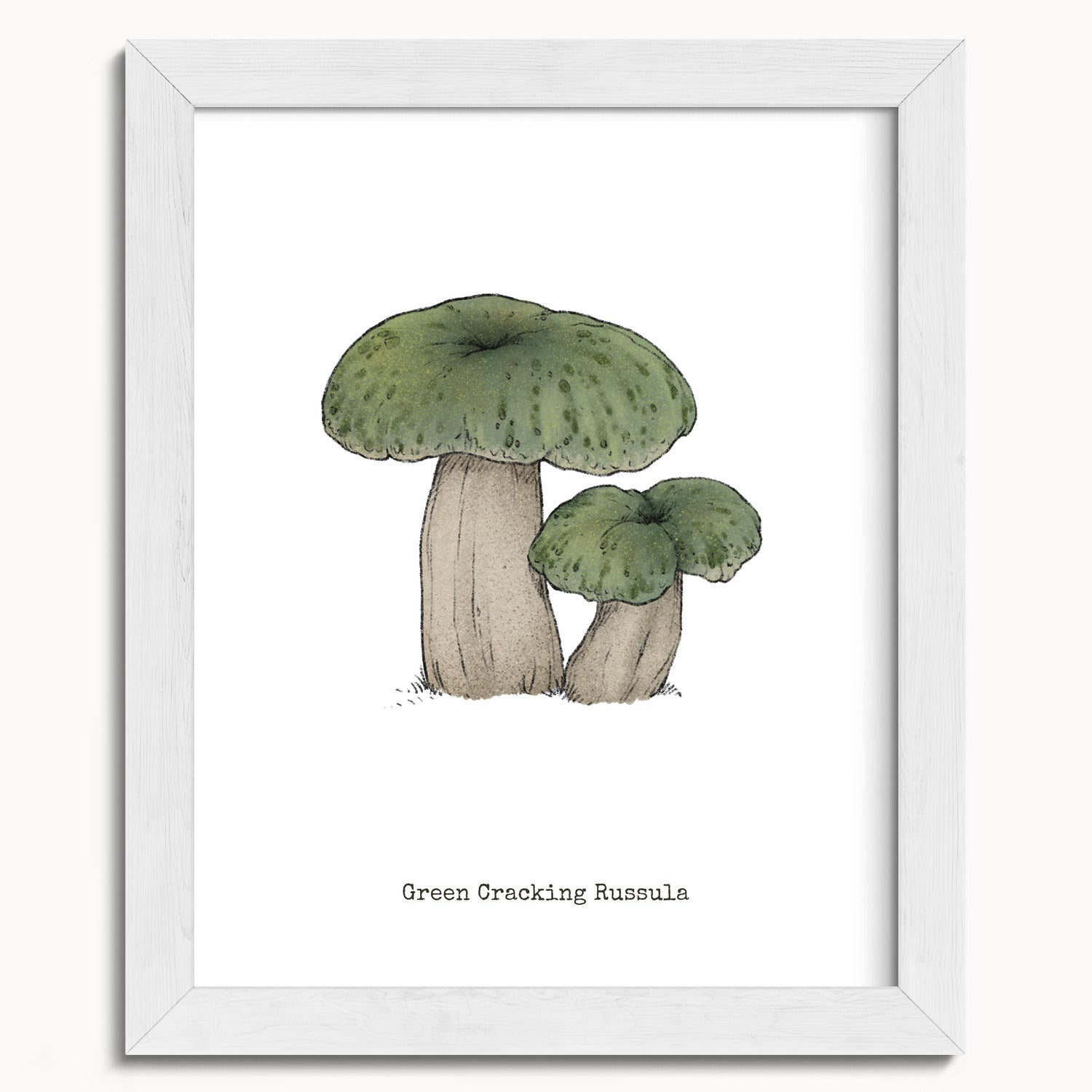 "Green Crackling Russula" by Catherine Hébert - Green Crackling Russula Mushroom  - Botanical Art Print - 8"x10" size