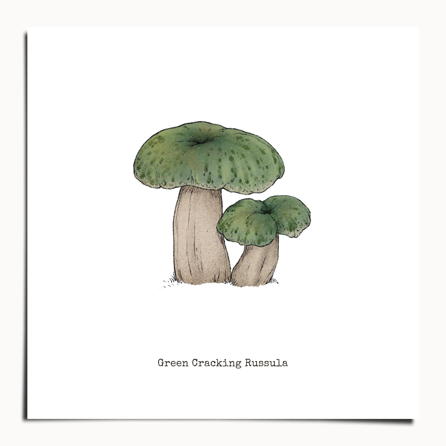 "Green Crackling Russula" by Catherine Hébert - Green Crackling Russula Mushroom  - Botanical Art Print - 20"x20" size