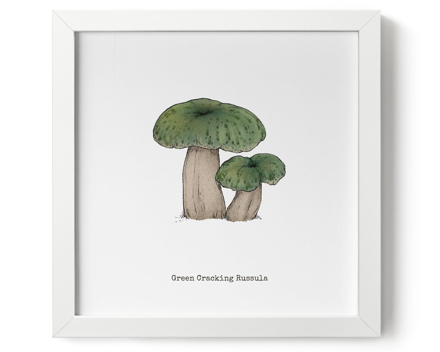 "Green Crackling Russula" by Catherine Hébert - Green Crackling Russula Mushroom Art Print - 9"x9" size