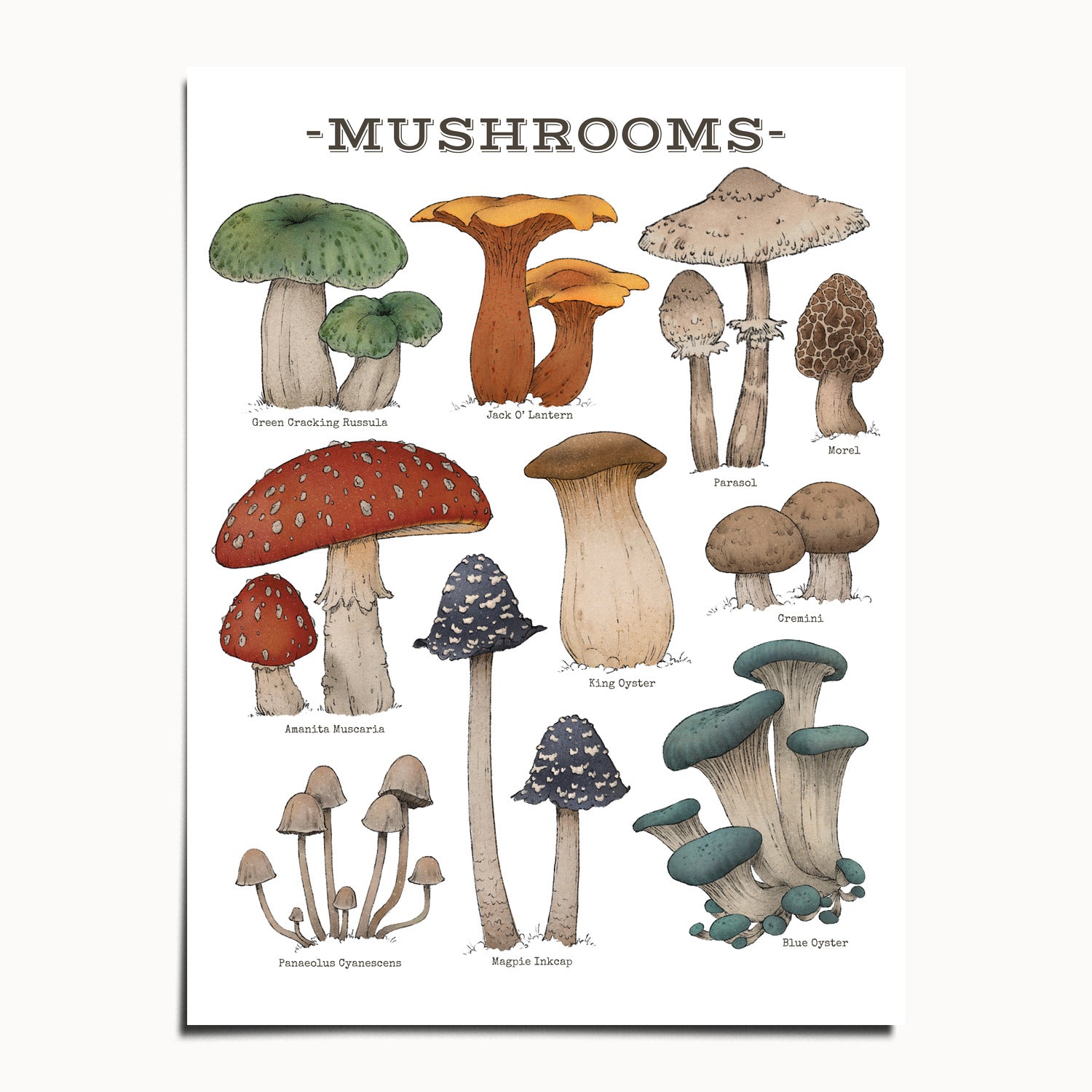 "Woodland Mushrooms - White Edition" by Catherine Hébert - Woodland Mushroom Chart - Botanical Art Print - 12"x16" size