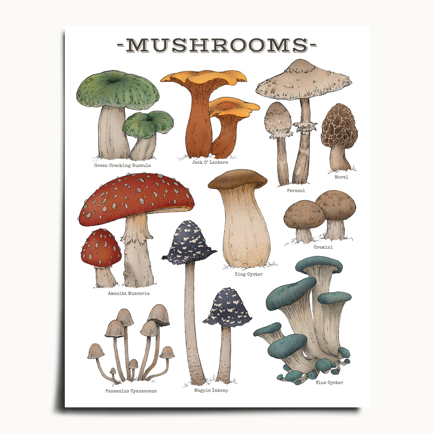 "Woodland Mushrooms - White Edition" by Catherine Hébert - Woodland Mushroom Chart Art Print - White Edition - 16"x20" size