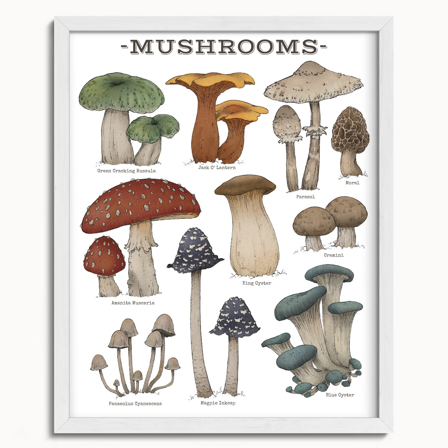 "Woodland Mushrooms - White Edition" by Catherine Hébert - Woodland Mushroom Chart Art Print - White Edition - 16"x20" size