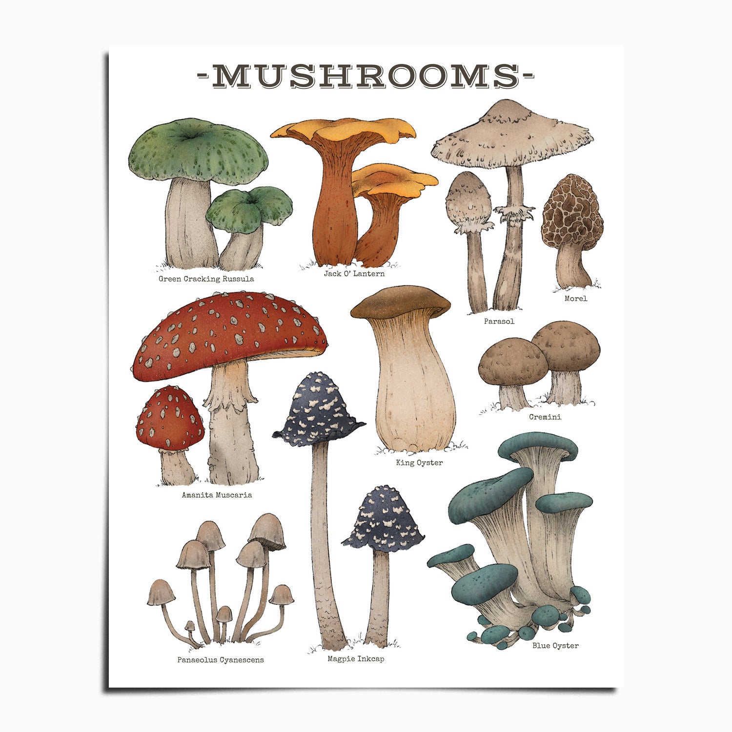 "Woodland Mushrooms - White Edition" by Catherine Hébert - Woodland Mushroom Chart - Botanical Art Print - 24"x30" size