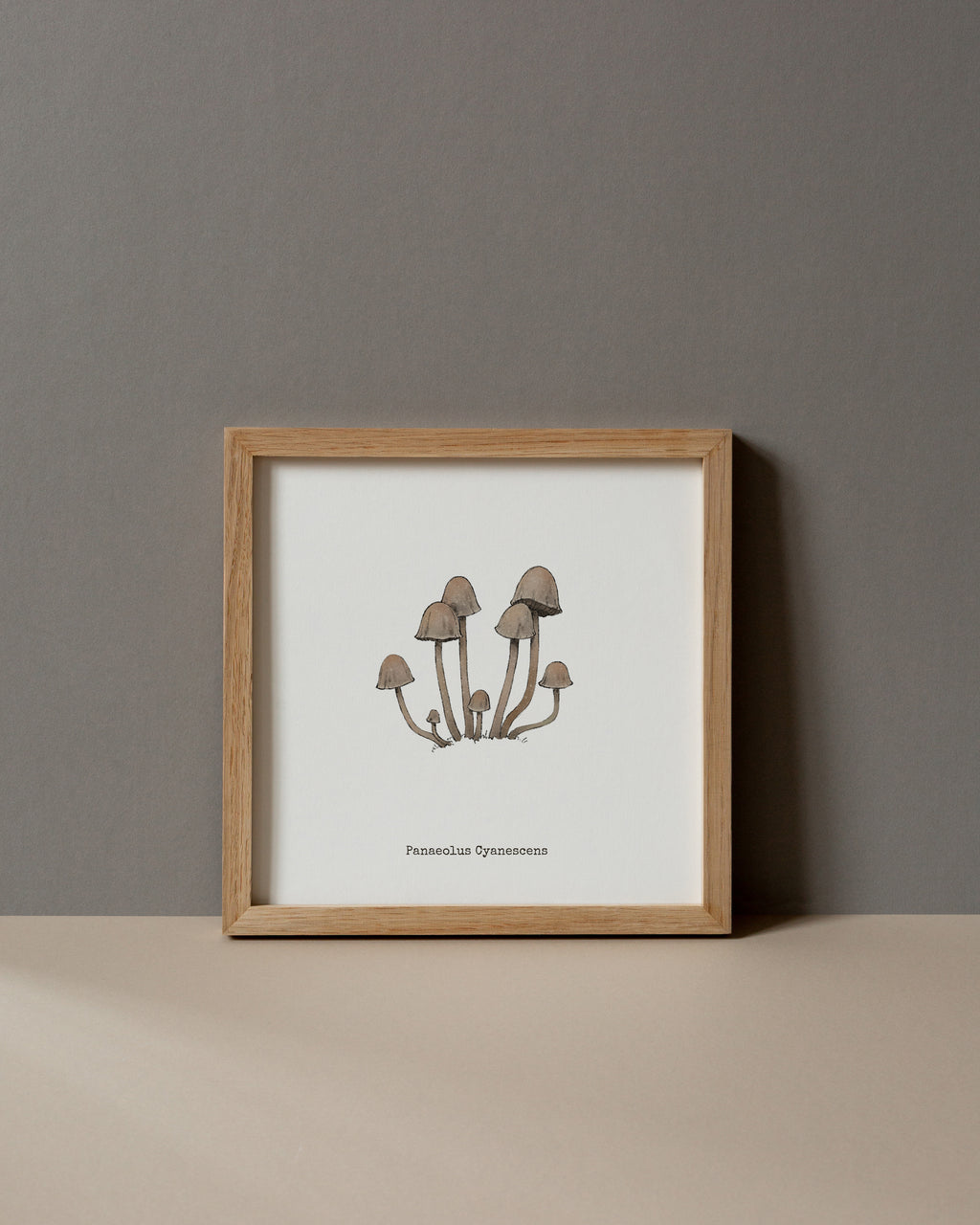 "Panaeolus Cyanescens" by Catherine Hébert - Panaeolus Cyanescens Mushroom - Botanical Art Print