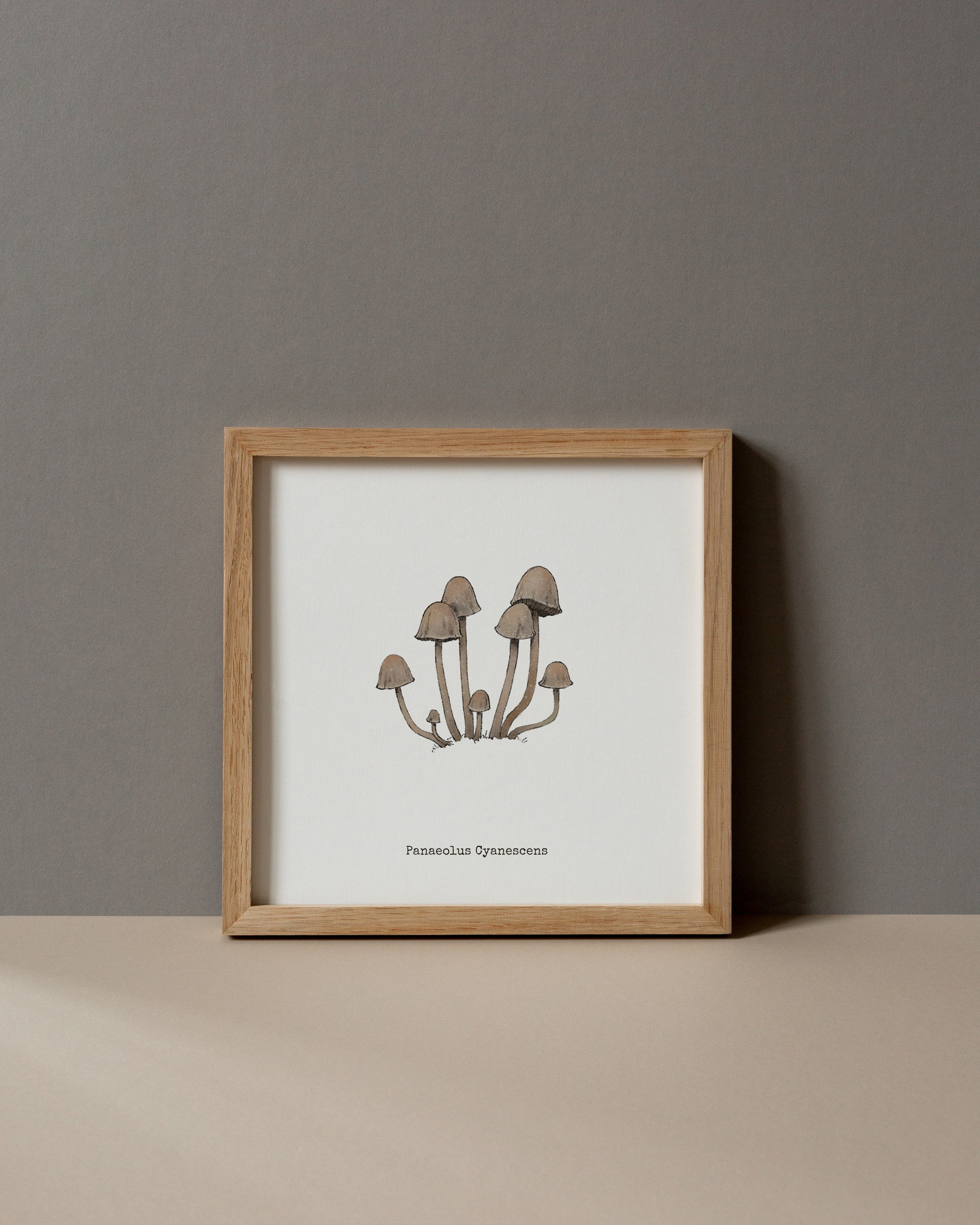 "Panaeolus Cyanescens" by Catherine Hébert - Panaeolus Cyanescens Mushroom - Botanical Art Print