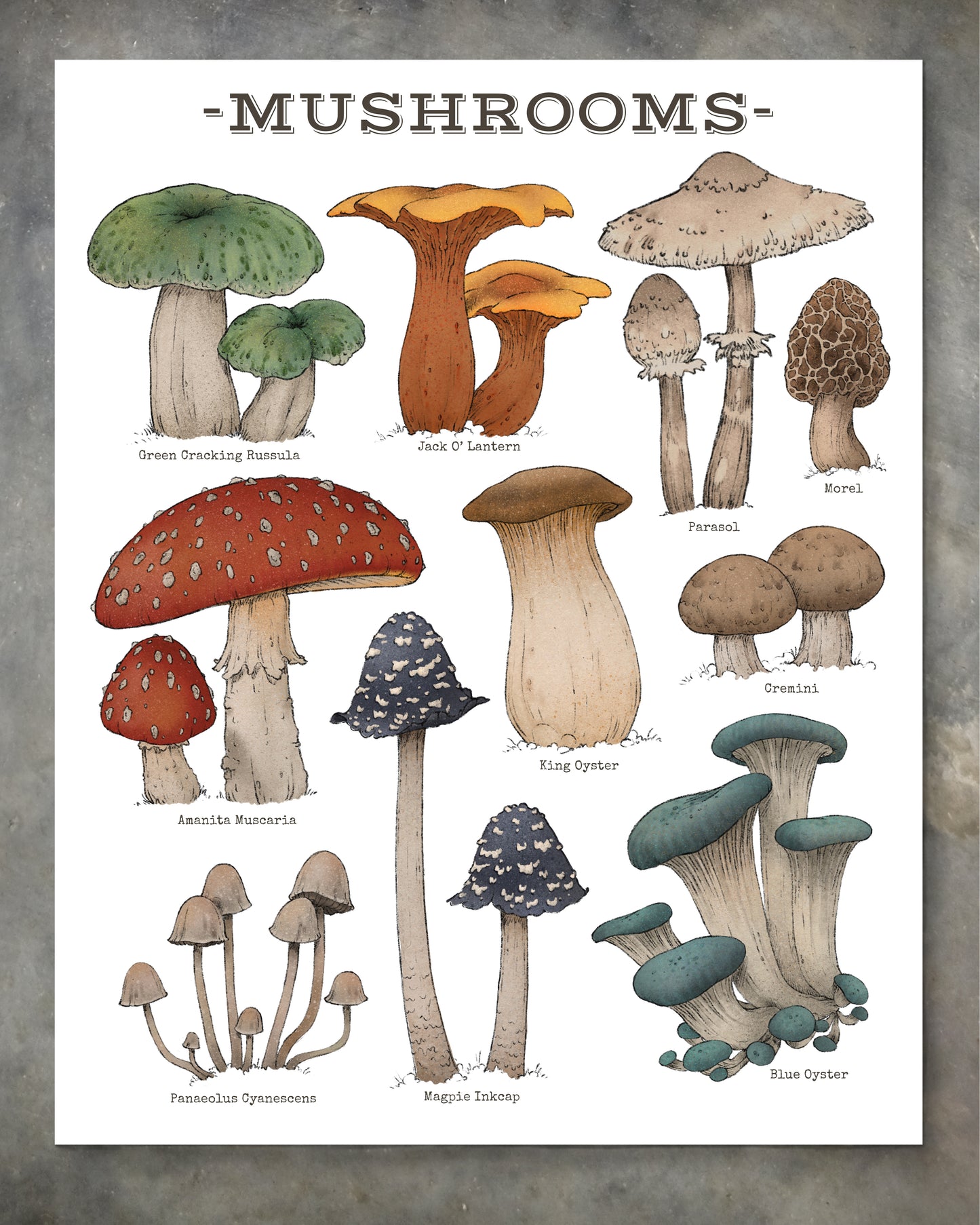 "Woodland Mushrooms - White Edition" by Catherine Hébert - Woodland Mushroom Chart Giclée Art Print
