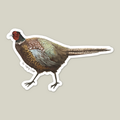 Die-cut vinyl sticker of Rocco the ring-necked pheasant by The Ugly Cat Studio